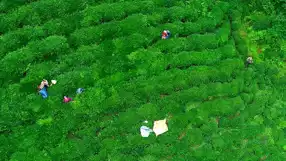 Rize'den 5,5 Milyon Dolarlık Çay İhracatı
