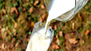 Çiğ İnek Sütü Fiyatı Belirlendi: Litre Başına 18,35 TL