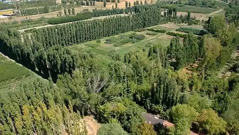 Ormanlık Alan 10 Yıllığına Kiralanıyor