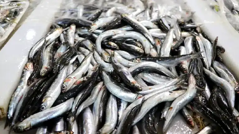 8 Ayda 9,9 Milyon Dolarlık Hamsi İhracatı