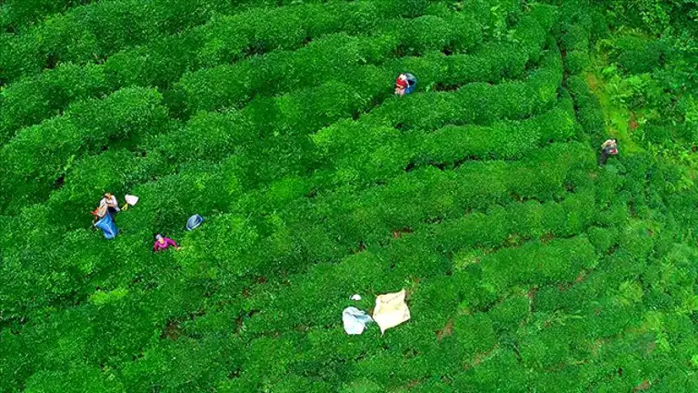 Rize'den 5,5 Milyon Dolarlık Çay İhracatı